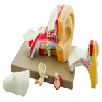 Five Piece Classic Ear Model